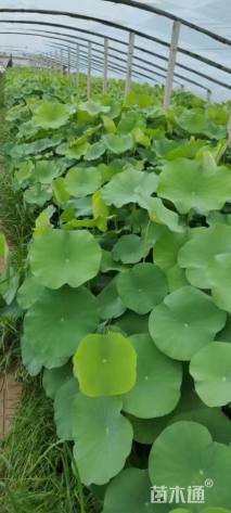 高度35厘米荷花