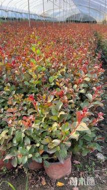 高度50厘米红花紫薇