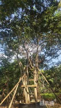 10公分(4杆)丛生朴树