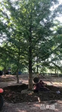 30公分银杏
