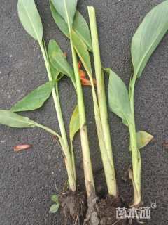 高度40厘米黄花美人蕉