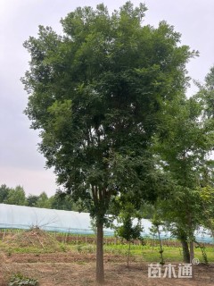 15公分国槐