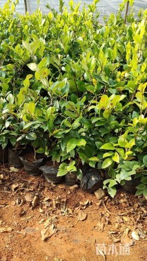 高度25厘米金森女贞