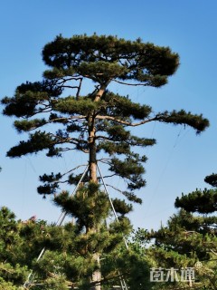30公分造型油松