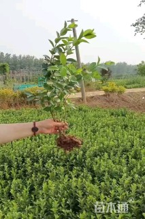 高度50厘米卫矛小苗