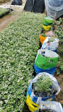 高度21厘米雪花木