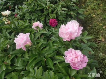 高度40厘米芍药