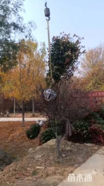 高度180厘米红叶石楠柱