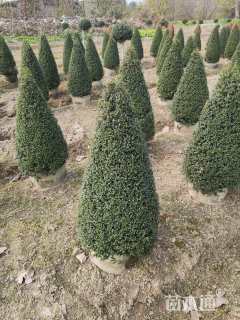 高度100厘米川滇蜡树