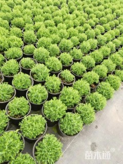 高度20厘米球柏