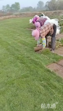 草块状马尼拉草