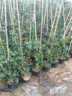 120厘米藤本月季