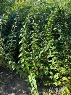 高度150厘米连翘