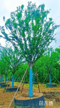 20公分榉树