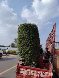 高度180厘米小叶女贞柱