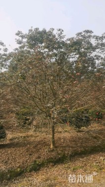 12公分日本红枫-红舞姬