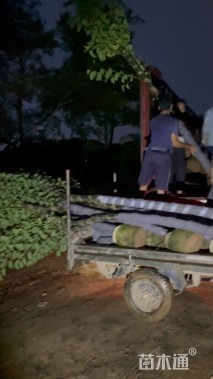 高度280厘米紫荆