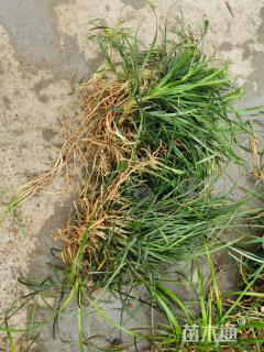 高度50厘米中叶麦冬