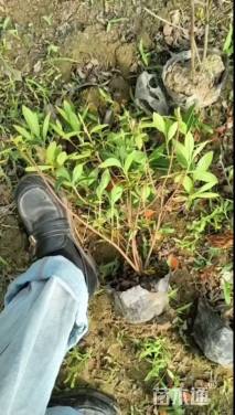 高度35厘米毛鹃小苗