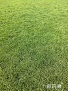 草卷状马尼拉草