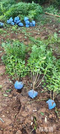 高度80厘米麦李