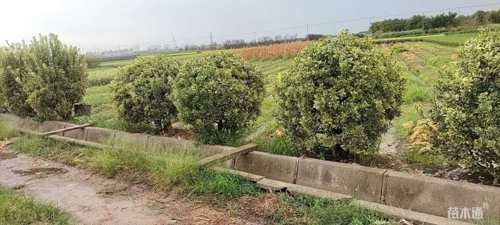 冠幅150厘米金边黄杨球