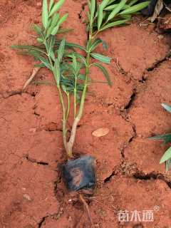 高度50厘米夹竹桃