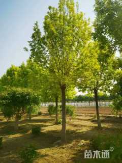 19公分金叶白蜡