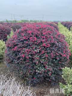 冠幅150厘米红花继木球