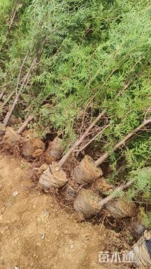 高度60厘米龙柏