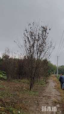 高度600厘米丛生紫叶李