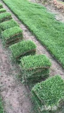 草块状中华结缕草