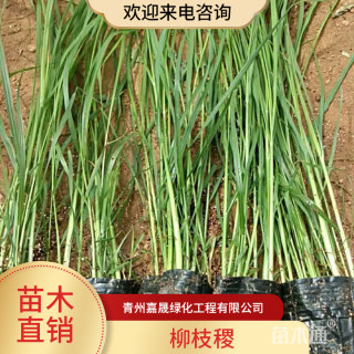 高度60厘米柳枝稷