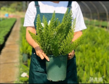 高度30厘米狐尾天门冬