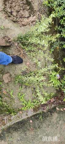 高度40厘米火棘