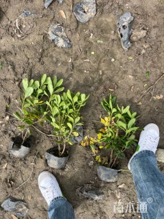 高度40厘米海桐小苗