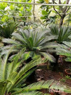 裸干高60厘米苏铁