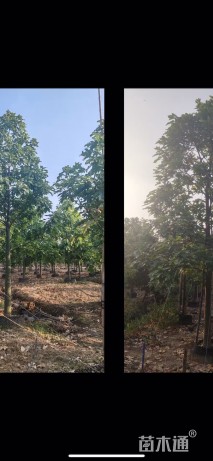 12公分澳洲火焰木