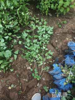 高度80厘米丁香