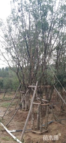 高度900厘米丛生五角枫