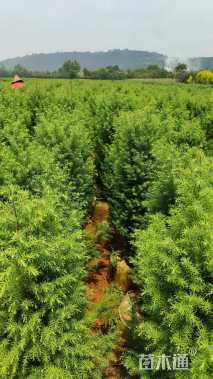 高度1.5厘米柏树