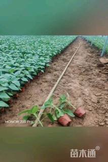 高度40厘米向日葵