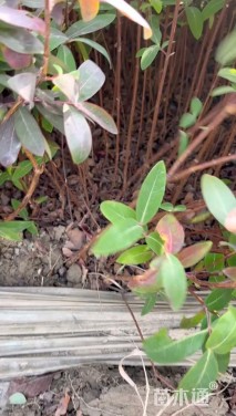 高度42厘米金丝桃