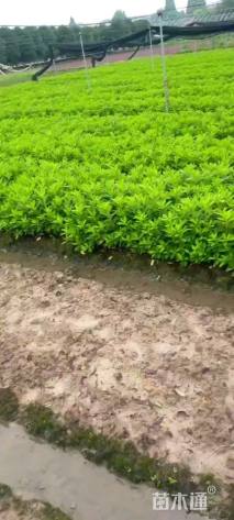 高度25厘米毛鹃