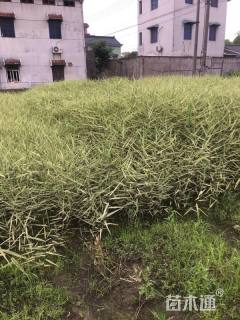高度80厘米花叶芦苇