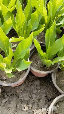 高度10厘米青叶玉簪