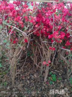 高度80厘米三角梅