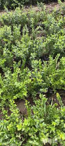 高度50厘米金叶女贞