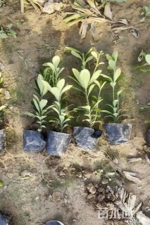 高度20厘米海桐小苗