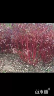 高度40厘米红瑞木